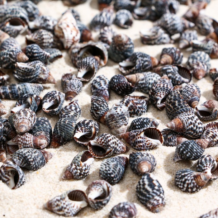 Набор ракушек, 1 - 2 см, 100 г
Набор ракушек, 1 - 2 см, 100 г