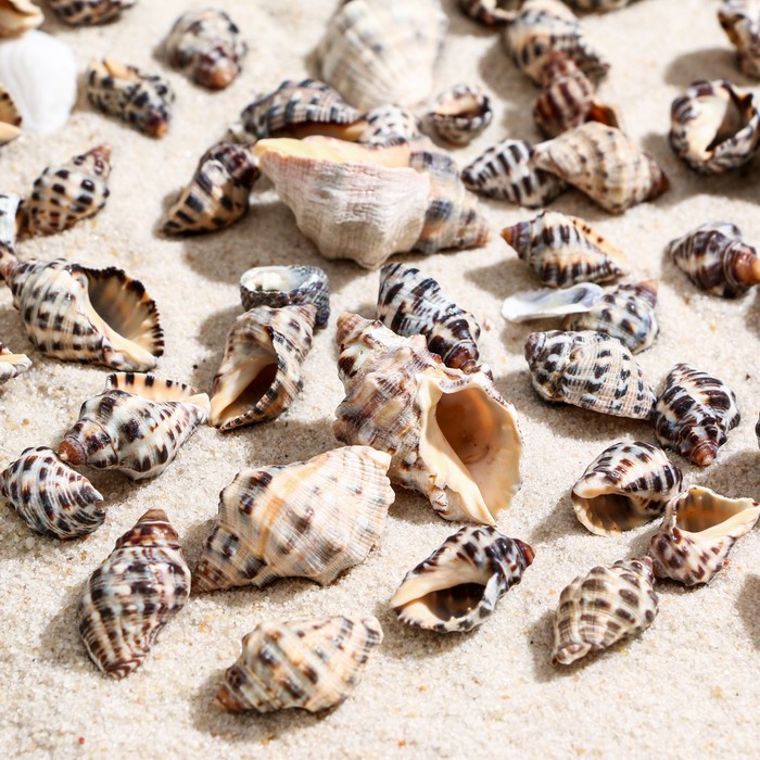 Набор ракушек, 3 - 4,5 см, 100 г
Набор ракушек, 3 - 4,5 см, 100 г