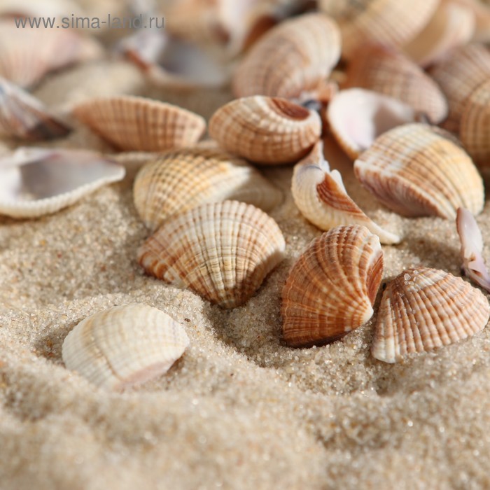 Набор ракушек, 1 - 2,5 см, 100 г
Набор ракушек, 1 - 2,5 см, 100 г