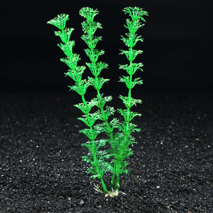 Растение искусственное аквариумное Кабомба Каролинская, 20 см
Растение искусственное аквариумное Кабомба Каролинская, 20 см