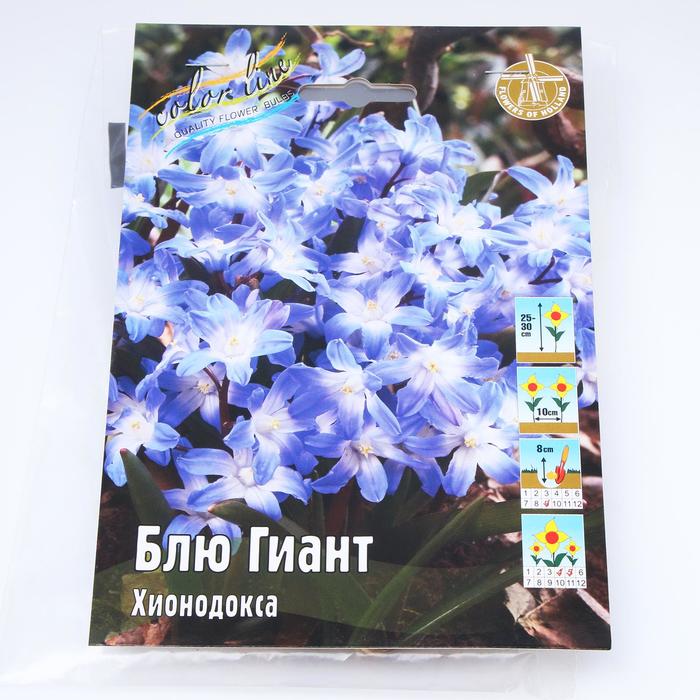 Хионодокса Блю Гиант р-р 5/+, 10 шт
Хионодокса Блю Гиант р-р 5/+, 10 шт