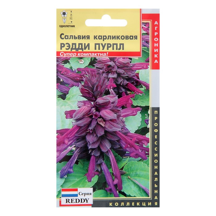Семена цветов Сальвия карликовая "Рэдди Пурпл", О, 10 шт
Семена цветов Сальвия карликовая "Рэдди Пурпл", О, 10 шт