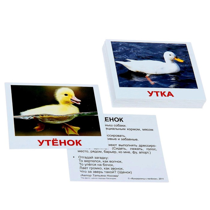 Набор карточек «Мини-40. Домашние животные»
Набор карточек «Мини-40. Домашние животные»