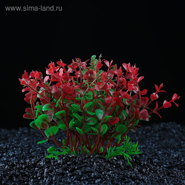 Растение искусственное аквариумное, 17 х 12 х 12 см
Растение искусственное аквариумное, 17 х 12 х 12 см