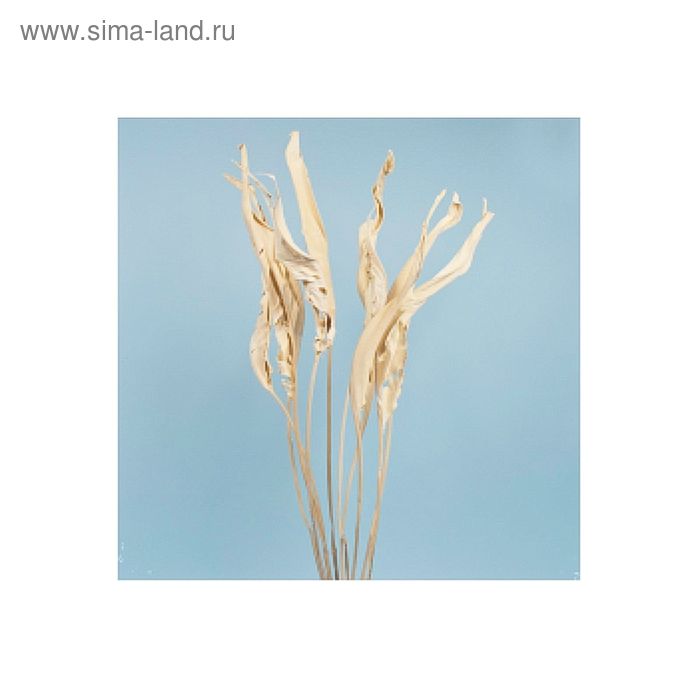 Листья стрелиции белые, набор 10 шт
Листья стрелиции белые, набор 10 шт