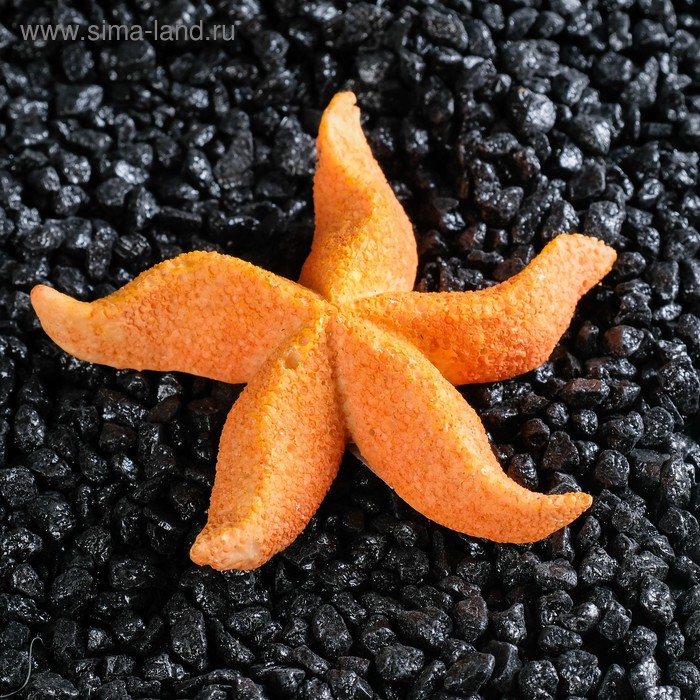 Морская звезда "Астерина мини", 6 см
Морская звезда "Астерина мини", 6 см