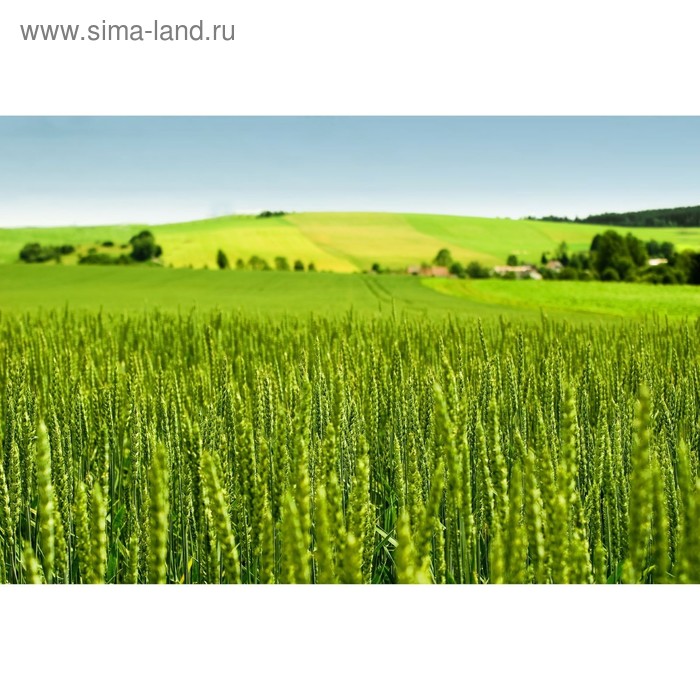 Фотосетка, 300 × 158 см, с фотопечатью, люверсы шаг 1 м, «Луг» 
Фотосетка, 300 × 158 см, с фотопечатью, люверсы шаг 1 м, «Луг»