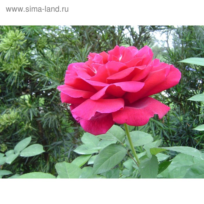 Саженец розы Импрессарио, 1шт, Весна 2022
Саженец розы Импрессарио, 1шт, Весна 2022