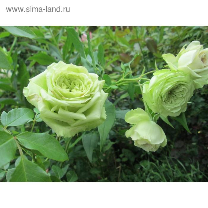 Саженец розы Лавли Грин, 1шт, Весна 2022
Саженец розы Лавли Грин, 1шт, Весна 2022