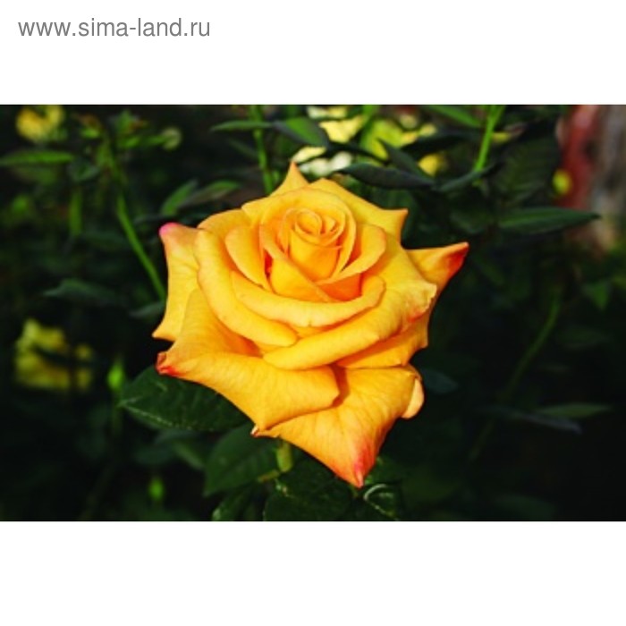 Саженец розы Леонора, Весна 2023, 1 шт.
Саженец розы Леонора, Весна 2023, 1 шт.