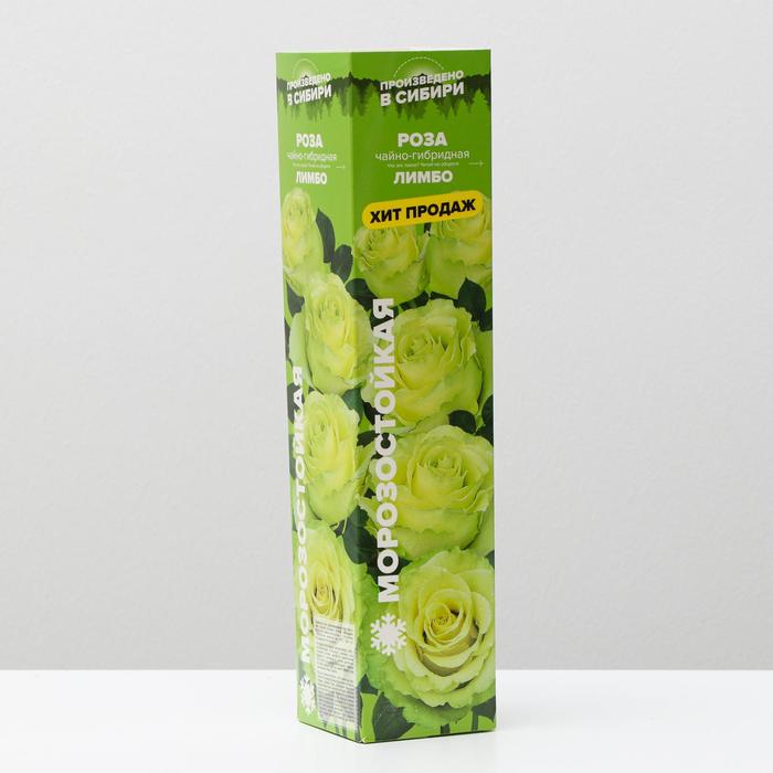 Саженец розы Лимбо, 1шт, Весна 2022
Саженец розы Лимбо, 1шт, Весна 2022