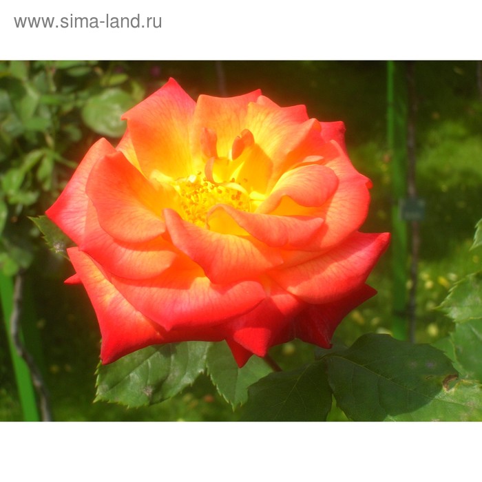 Саженец розы Оранж Сенсейшн, 1 шт, Весна 2022
Саженец розы Оранж Сенсейшн, 1 шт, Весна 2022