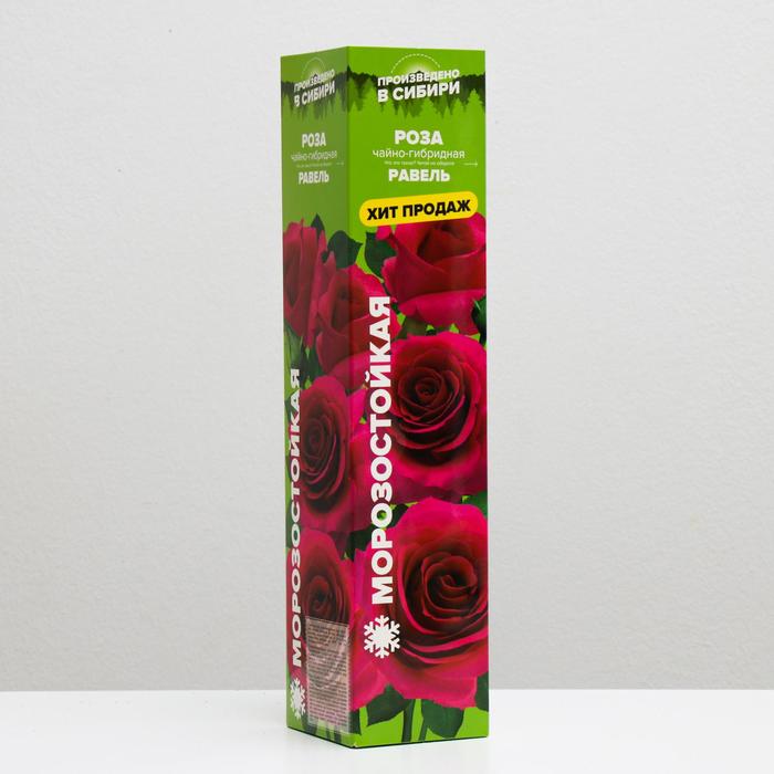 Саженец розы Равель, Весна 2023, 1 шт.
Саженец розы Равель, Весна 2023, 1 шт.