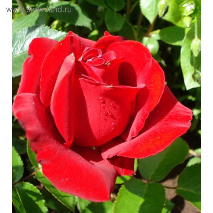 Саженец розы Серенада, 1 шт, Весна 2022
Саженец розы Серенада, 1 шт, Весна 2022