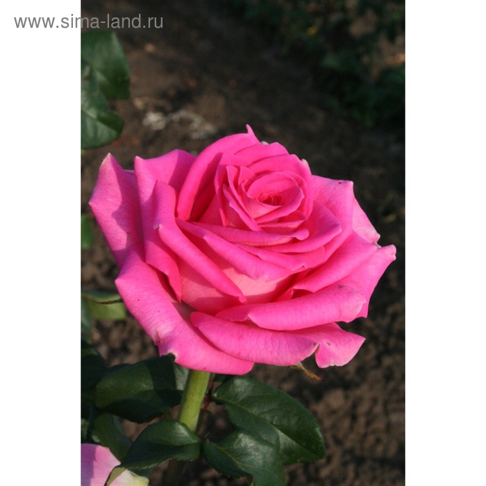 Саженец розы Топаз, Весна 2023, 1 шт.
Саженец розы Топаз, Весна 2023, 1 шт.