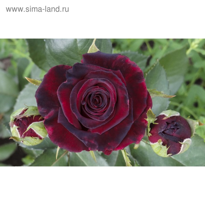 Саженец розы Фиджа Негро, 1шт, Весна 2022
Саженец розы Фиджа Негро, 1шт, Весна 2022