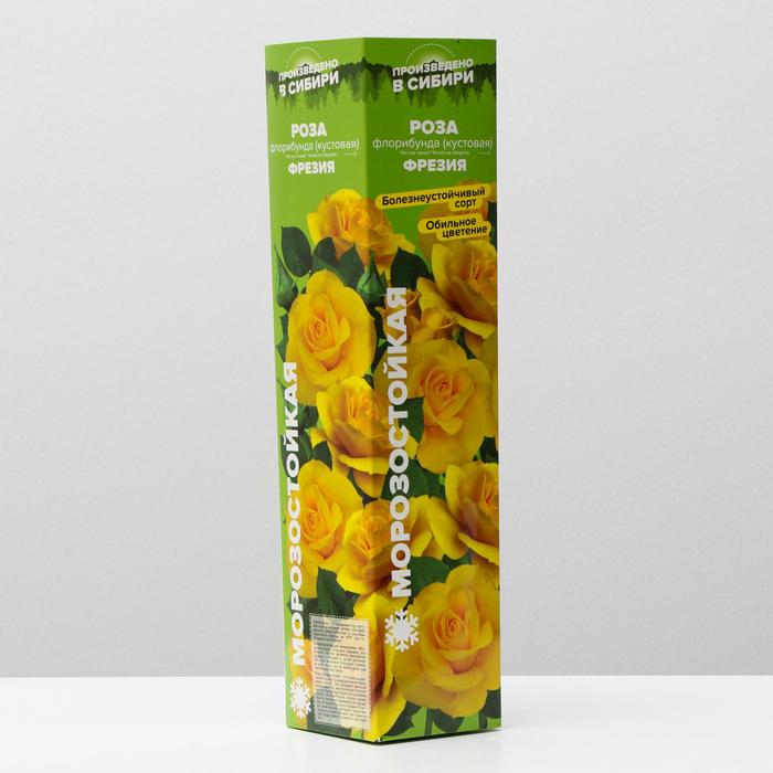 Саженец розы Фрезия, Весна 2023, 1 шт.
Саженец розы Фрезия, Весна 2023, 1 шт.