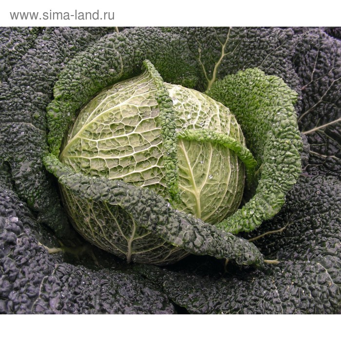 Семена Капуста сав. Вироса F1, 2 500 шт, Bejo
Семена Капуста сав. Вироса F1, 2 500 шт, Bejo