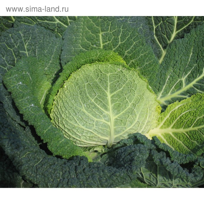 Семена Капуста сав. Оваса F1, 2 500 шт, Bejo
Семена Капуста сав. Оваса F1, 2 500 шт, Bejo