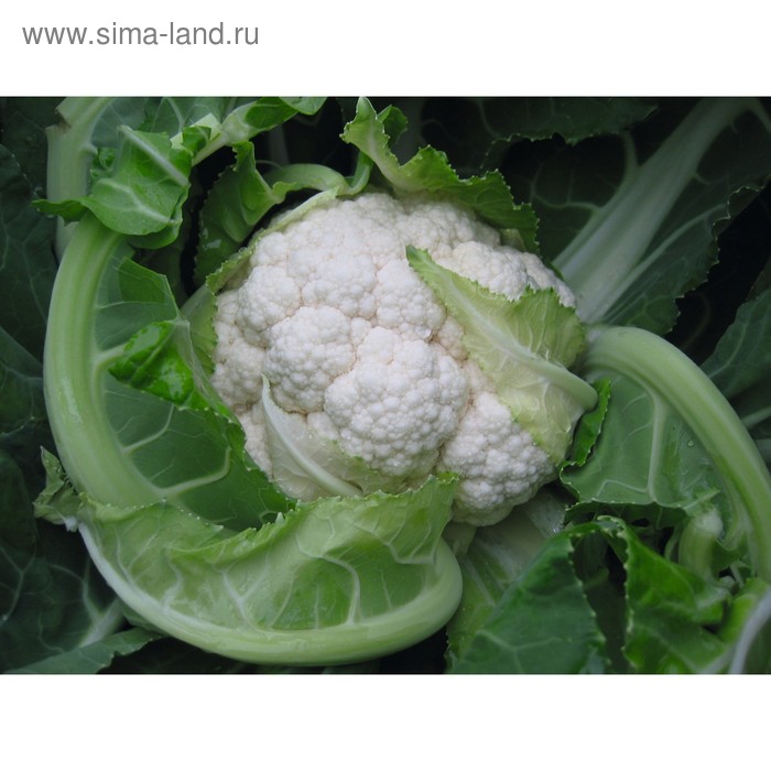 Семена Капуста цв. Балбоа F1, 2 500 шт, Bejo
Семена Капуста цв. Балбоа F1, 2 500 шт, Bejo