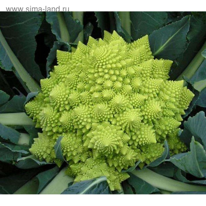 Семена Капуста цв. Вероника F1, 2 500 шт, Bejo
Семена Капуста цв. Вероника F1, 2 500 шт, Bejo