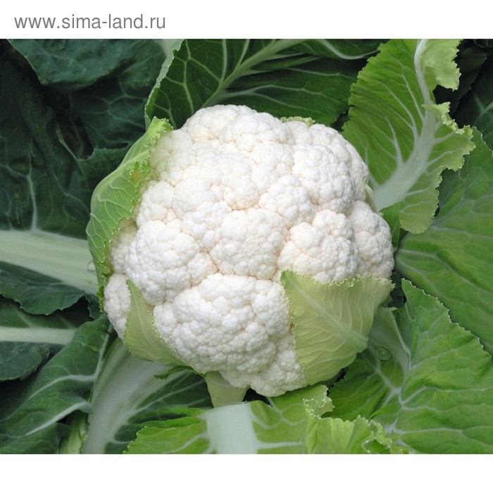 Семена Капуста цв. Скайвокер F1, 2 500 шт, Bejo
Семена Капуста цв. Скайвокер F1, 2 500 шт, Bejo