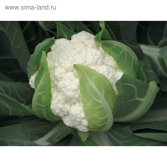 Семена Капуста цв. Фламенко F1, 2 500 шт, Bejo
Семена Капуста цв. Фламенко F1, 2 500 шт, Bejo