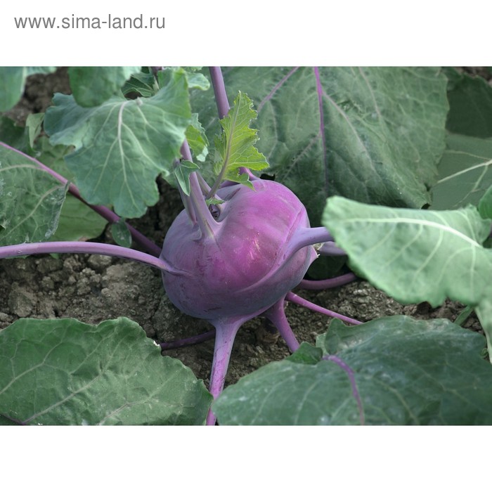 Семена Кольраби красн. Колибри F1, 2 500 шт, Bejo 
Семена Кольраби красн. Колибри F1, 2 500 шт, Bejo