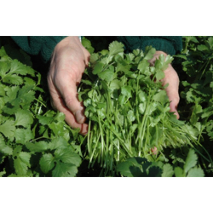 Семена Кориандр Карибе, 500 гр, Bejo
Семена Кориандр Карибе, 500 гр, Bejo