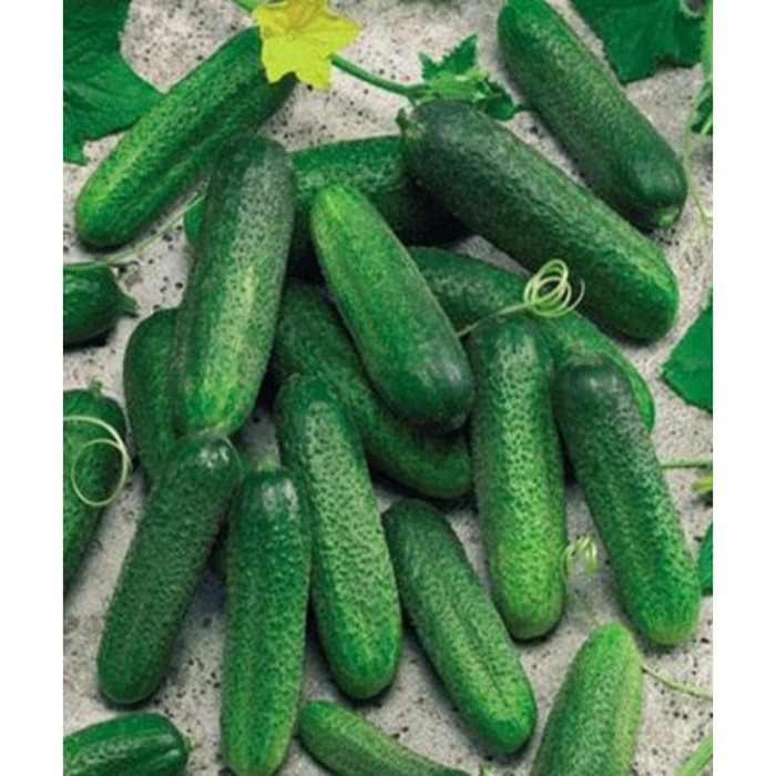 Семена Огурец Клодин F1, 250 шт, RS
Семена Огурец Клодин F1, 250 шт, RS