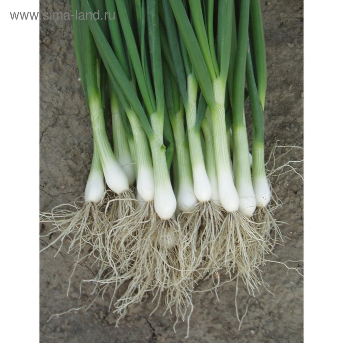 Семена Лук на зелень Перформер, фр. 1,75-2,0 мм, 250 000 шт, Bejo
Семена Лук на зелень Перформер, фр. 1,75-2,0 мм, 250 000 шт, Bejo