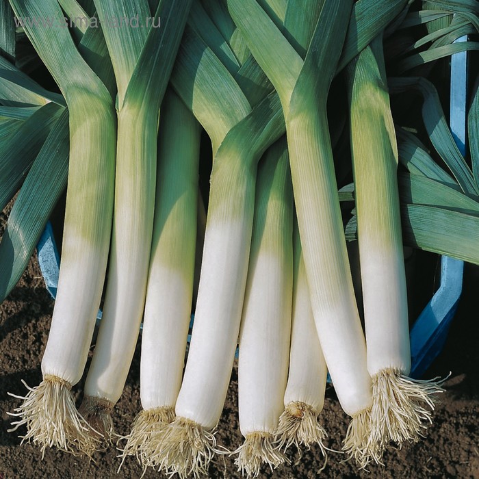 Семена Лук порей Ланцелот, 10 000 шт, Bejo
Семена Лук порей Ланцелот, 10 000 шт, Bejo