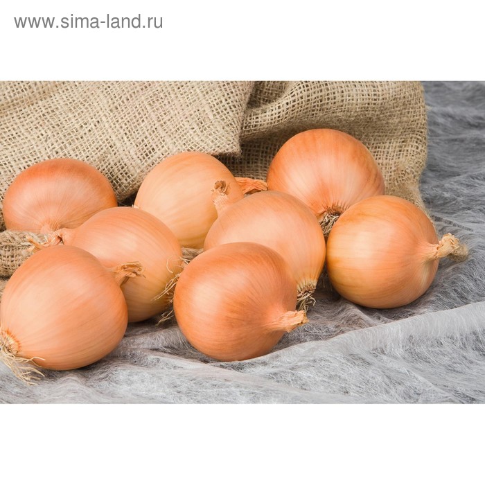 Семена Лук репч. Алонсо F1, 250 000 шт, Bejo
Семена Лук репч. Алонсо F1, 250 000 шт, Bejo