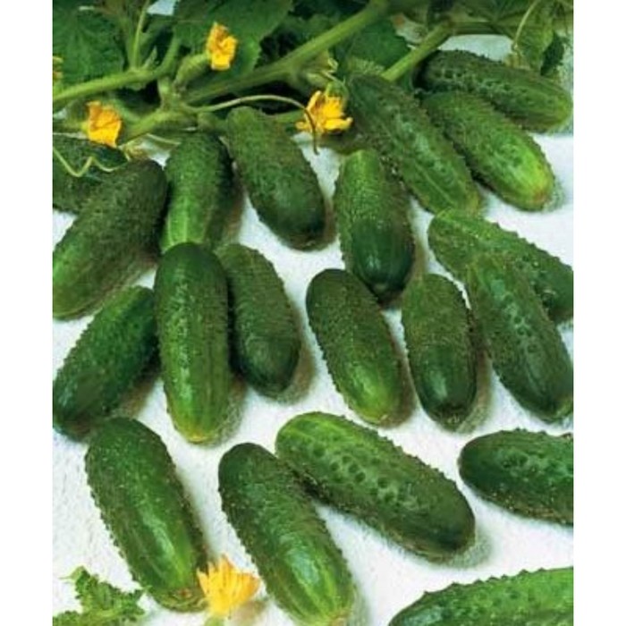 Семена Огурец Маринда F1, 1 000 шт, RS
Семена Огурец Маринда F1, 1 000 шт, RS