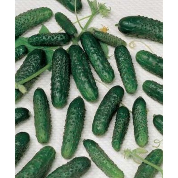 Семена Огурец Маша F1, 250 шт, RS
Семена Огурец Маша F1, 250 шт, RS