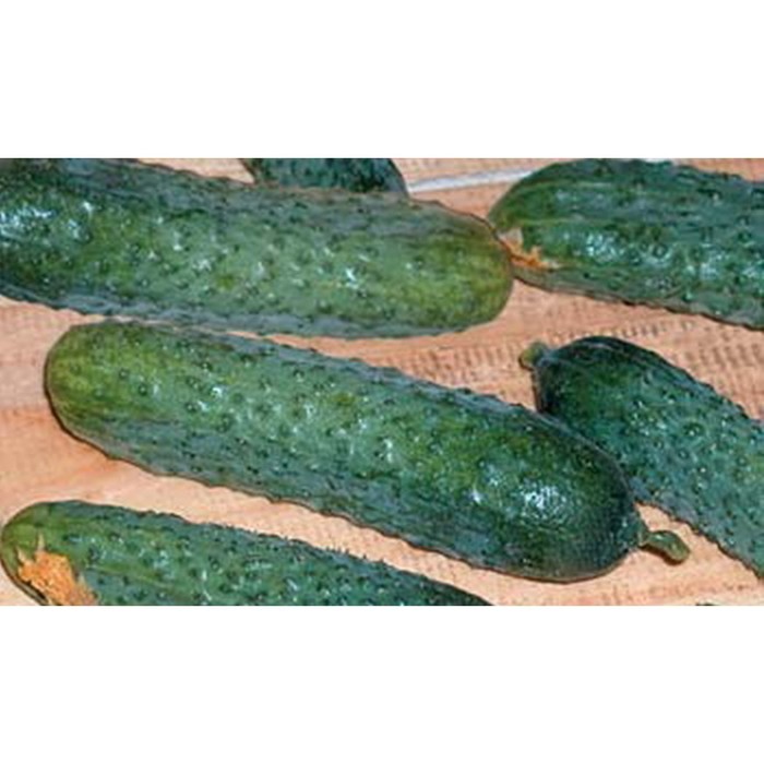 Семена Огурец Надюша F1, 1 000 шт, RS
Семена Огурец Надюша F1, 1 000 шт, RS