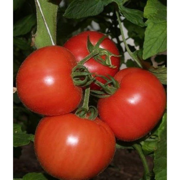 Семена Томат Пинк Уникум F1, 500 шт, RS 
Семена Томат Пинк Уникум F1, 500 шт, RS