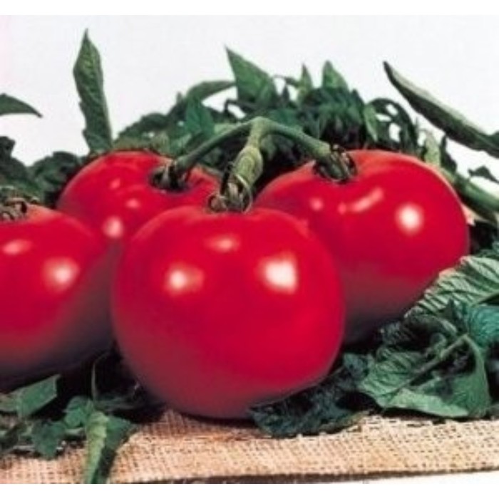 Семена Томат Президент 2 F1, 500 шт, RS
Семена Томат Президент 2 F1, 500 шт, RS