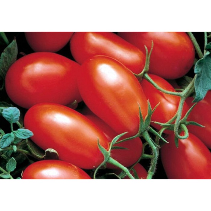 Семена Томат Хайпил 108 F1, 1 000 шт, RS
Семена Томат Хайпил 108 F1, 1 000 шт, RS