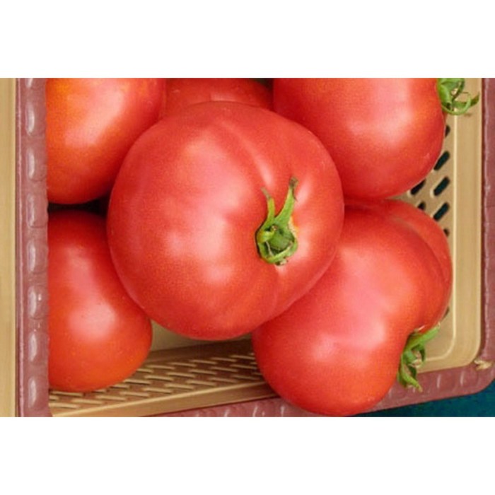 Семена Томат Элегро F1, 1 000 шт, RS
Семена Томат Элегро F1, 1 000 шт, RS