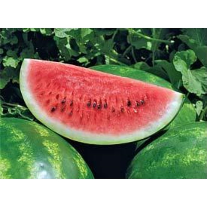 Семена Арбуз Арашан F1, 1 000 шт, SG 
Семена Арбуз Арашан F1, 1 000 шт, SG