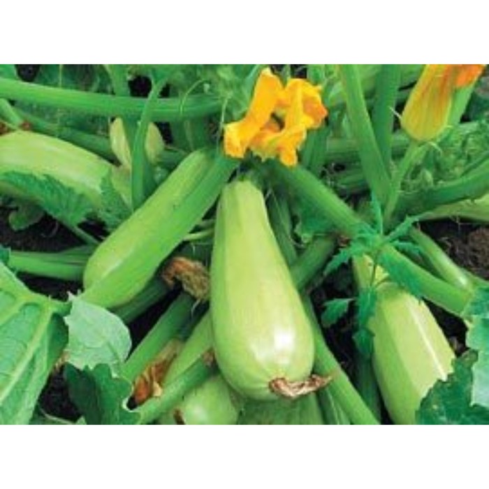 Семена Кабачок Каризма F1, 500 шт, SG
Семена Кабачок Каризма F1, 500 шт, SG