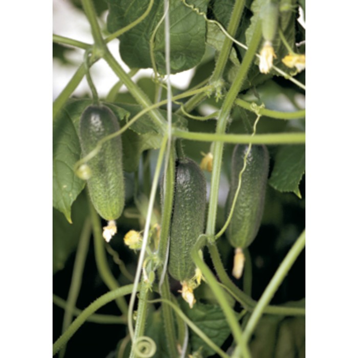 Семена Огурец Адам F1, 250 шт, Bejo
Семена Огурец Адам F1, 250 шт, Bejo