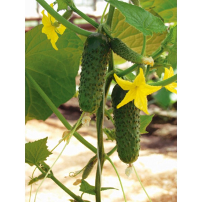 Семена Огурец Амур F1, 250 шт, Bejo
Семена Огурец Амур F1, 250 шт, Bejo