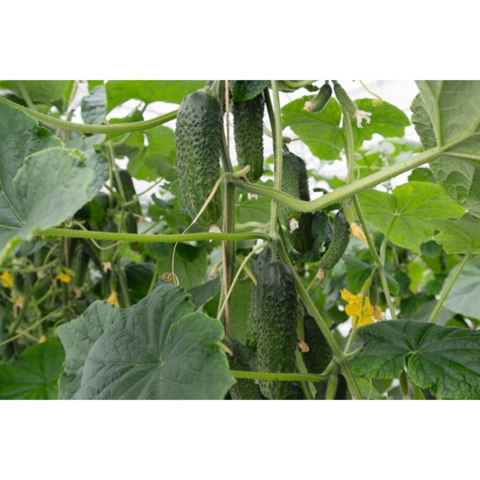Семена Огурец Анзор F1, 1 000 шт, Bejo
Семена Огурец Анзор F1, 1 000 шт, Bejo
