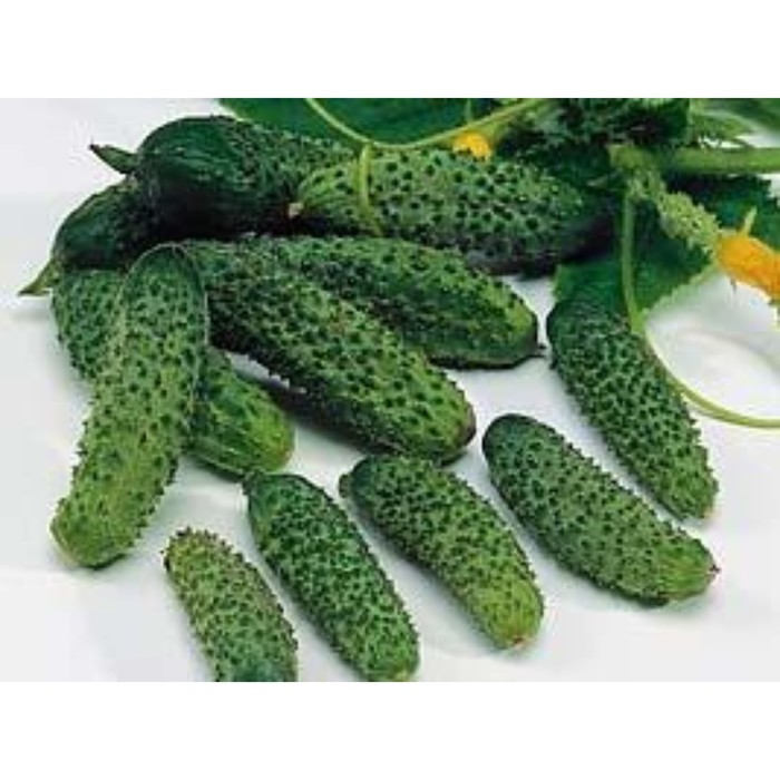 Семена Огурец Эколь F1, 500 шт, SG
Семена Огурец Эколь F1, 500 шт, SG