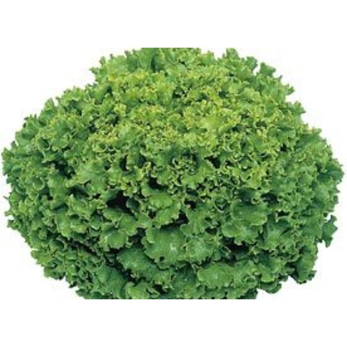 Семена Салат Фанли F1, 5 000 шт, SG
Семена Салат Фанли F1, 5 000 шт, SG