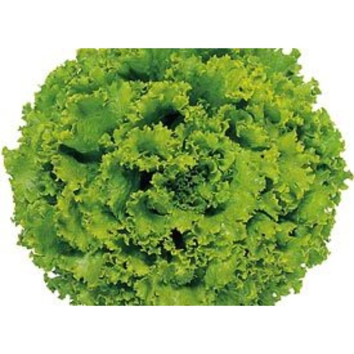 Семена Салат Фантайм F1, 5 000 шт, SG
Семена Салат Фантайм F1, 5 000 шт, SG