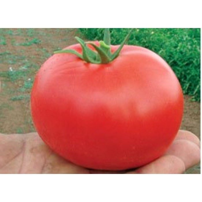 Семена Томат Бобкат F1, 1 000 шт, SG
Семена Томат Бобкат F1, 1 000 шт, SG