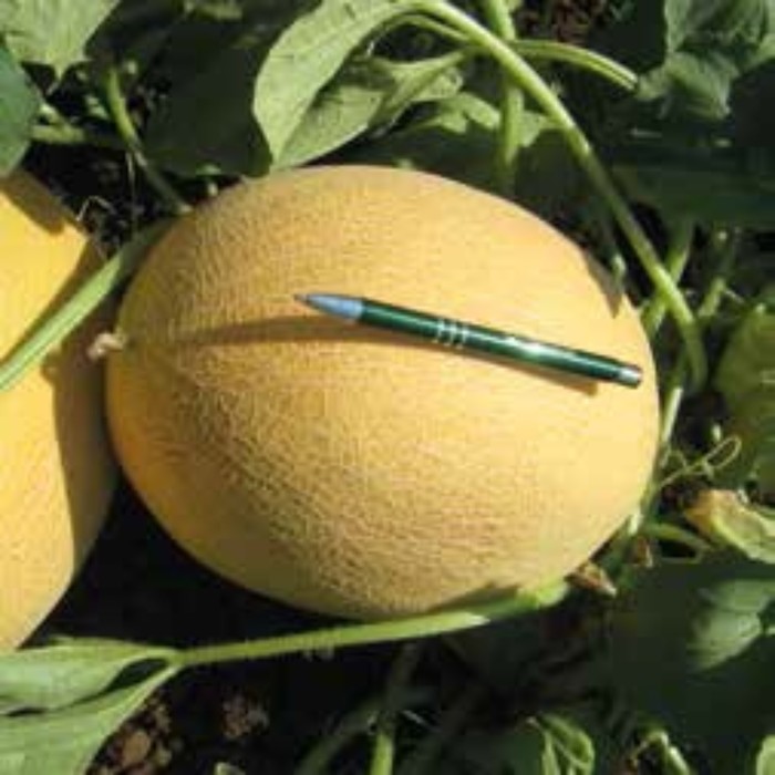 Семена Дыня Мирон F1, 1 000 шт, Hazera
Семена Дыня Мирон F1, 1 000 шт, Hazera